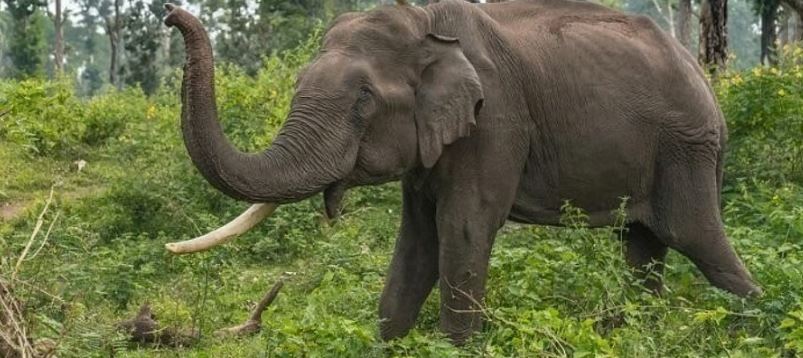 Tragedy as Jumbo tramples woman to death in Isiolo