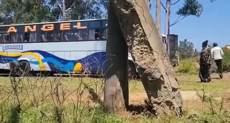 Drama as passengers chase runaway chicken