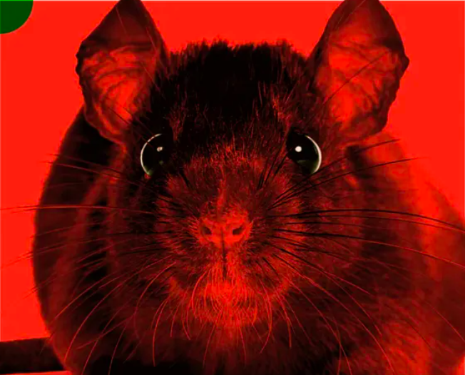 Ratmageddon: Why rats are overrunning our cities