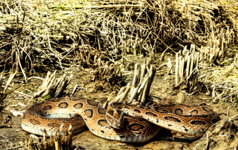 Snakebite Awareness Day: What you should know