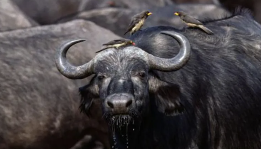 More than 80 buffaloes drown in Namibia