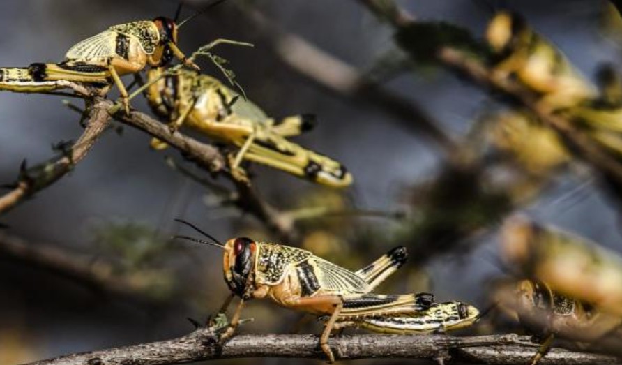 Kenya ramps up regional efforts to avert fresh locusts invasion