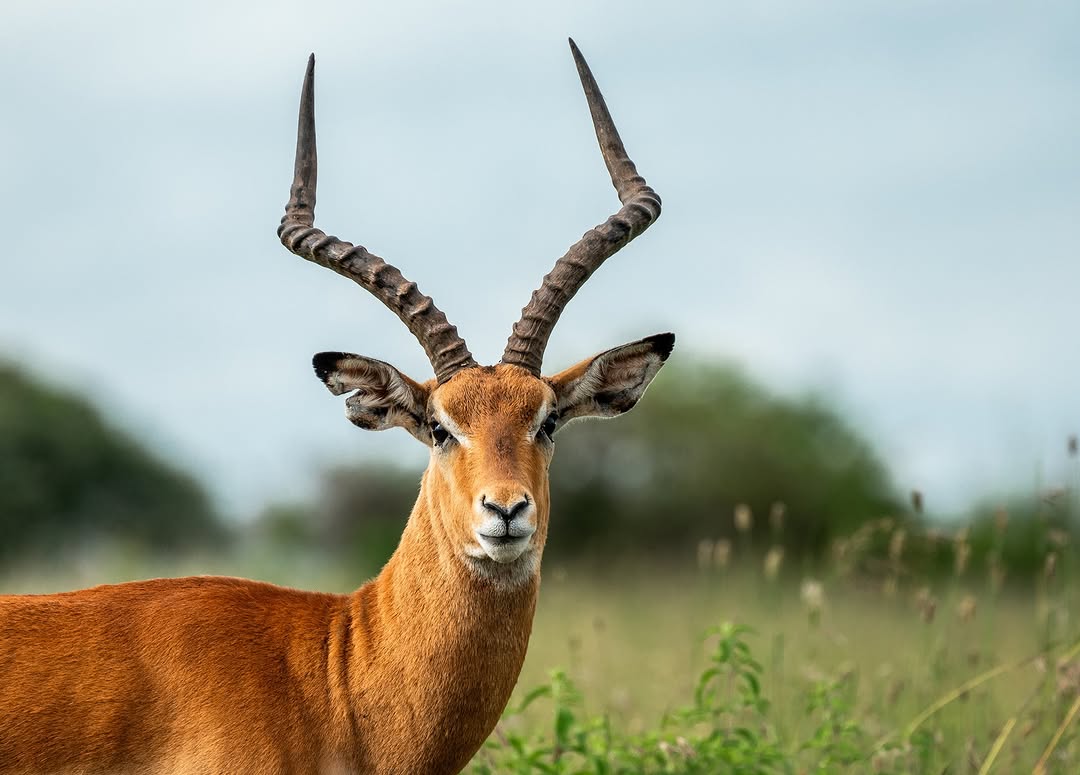 Free Access: What the New KWS Proposal Means for You