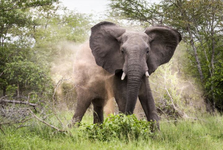 Woman trampled to death by jumbos in Kinango