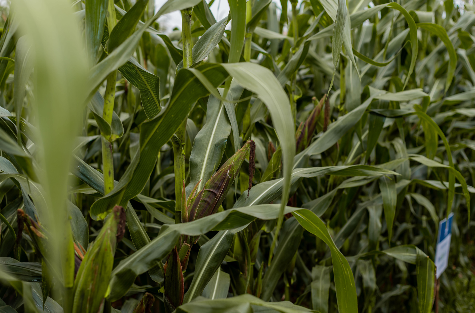 Coated seeds offer Kenyan farmers a fighting chance against climate change