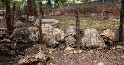 Report: Profit over conservation putting Kenya wildlife at risk