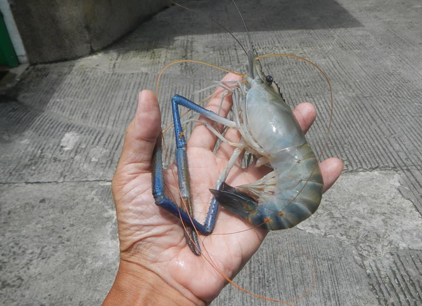 Prawns could rescue Kenya’s rice farmers from deadly snails