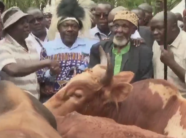 Mudavadi sends bulls in Bondo to honour Raila