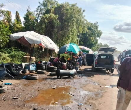Garissa’s green guardians: Municipality moves to save acacia trees from mechanics