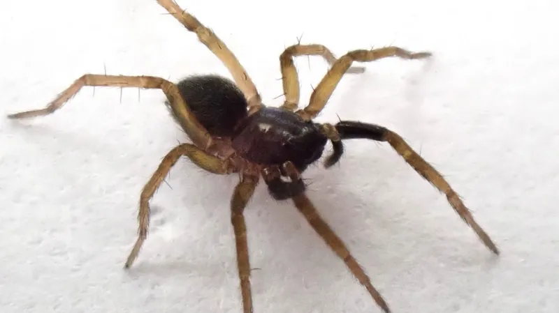 Lost for 40 years: Rare wolf spider found again
