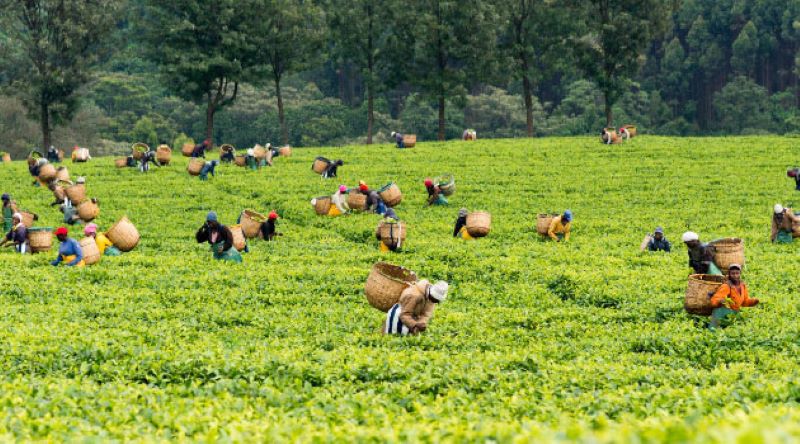 KTDA to release final bonus plus bank refunds to farmers