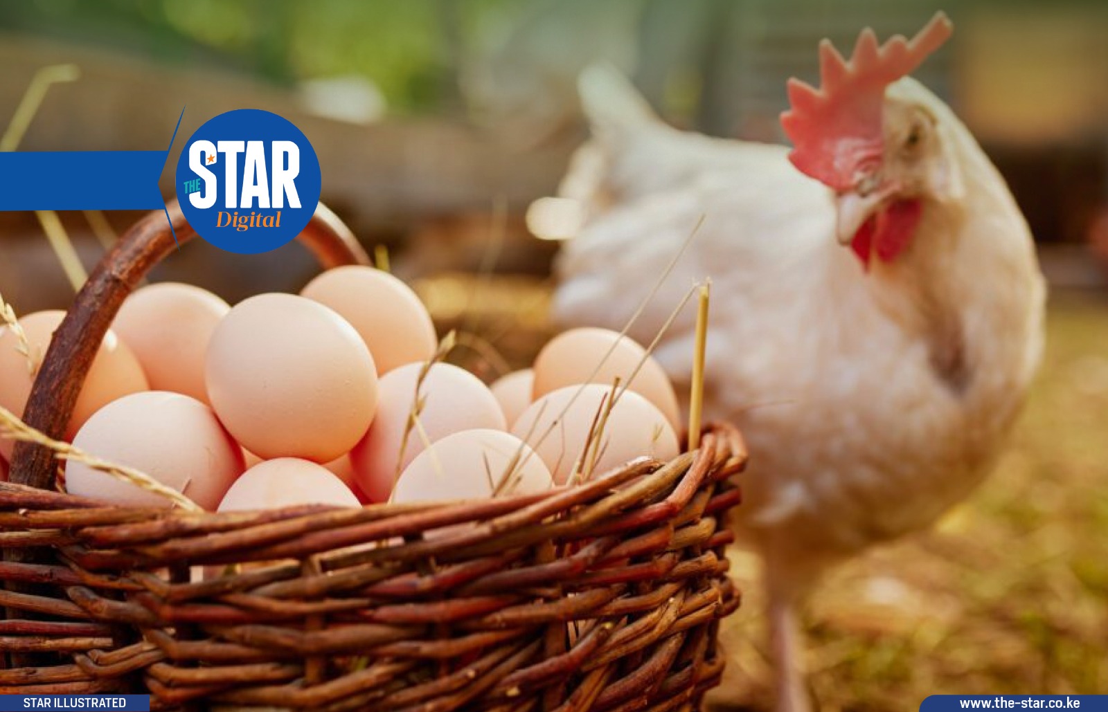 World Egg Day: What you need to know