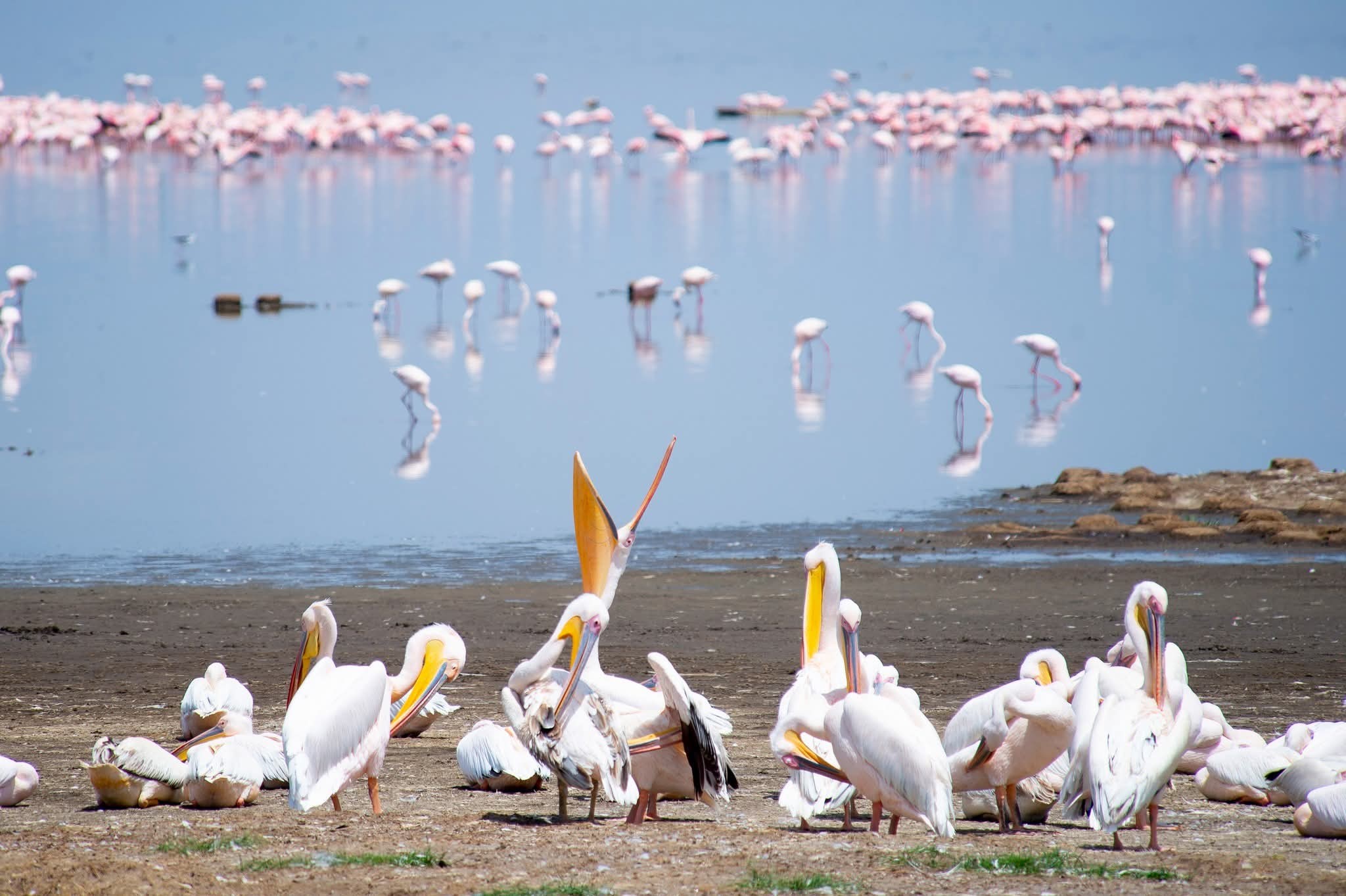 EXPLAINER: Why you need to explore Lake Nakuru's wildlife haven