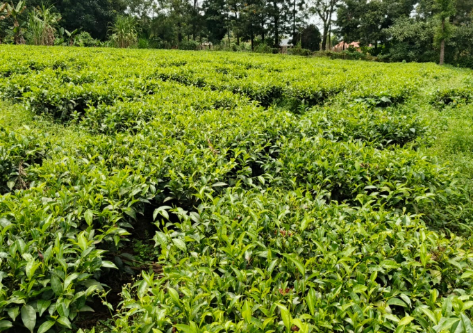 Barchok roots for farmers to sell tea to global markets