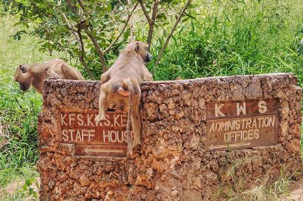 Tragedy as baboon attacks, kills infant in Wajir