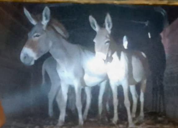 Police arrest 6, recover stolen donkeys in Bura East