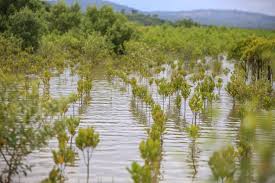 (Coast page story 3) Alarm raised over the loss of Seagrass