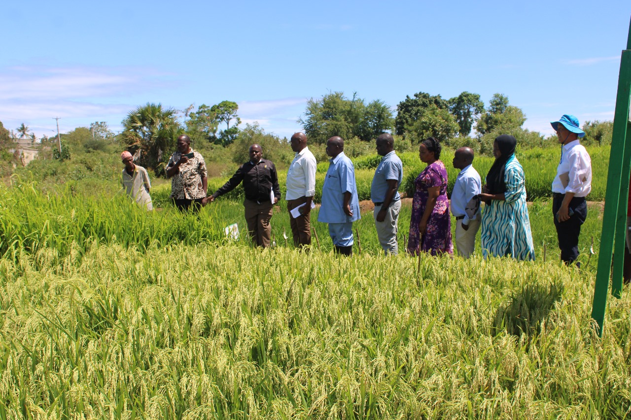 Rice farmers at the Coast get new skills, expect to produce more