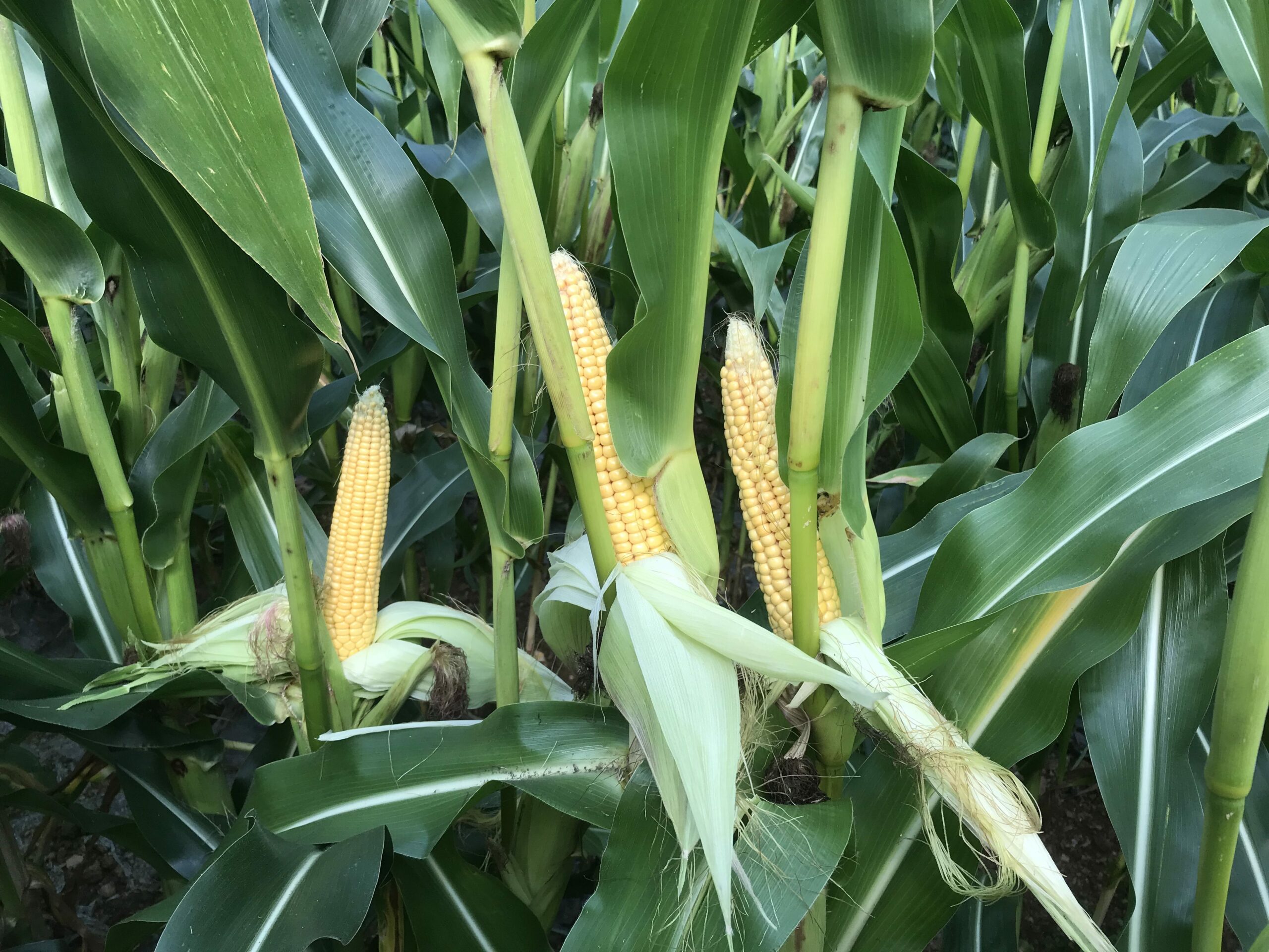 Late adoption of GMO maize, cotton and potato costs Kenya Sh28.4 billion – report