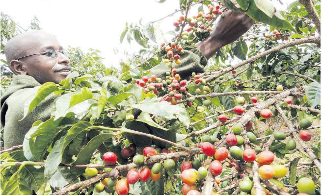 Smallholder farmers starved of climate finance, report warns