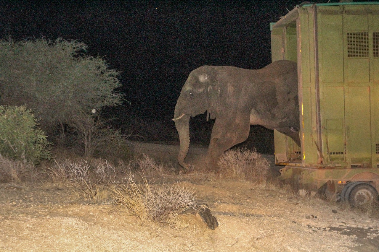 KWS relocates troublesome bull elephant to Meru