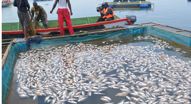 Pain as mystery disease wipes out fish in Lake Victoria cages