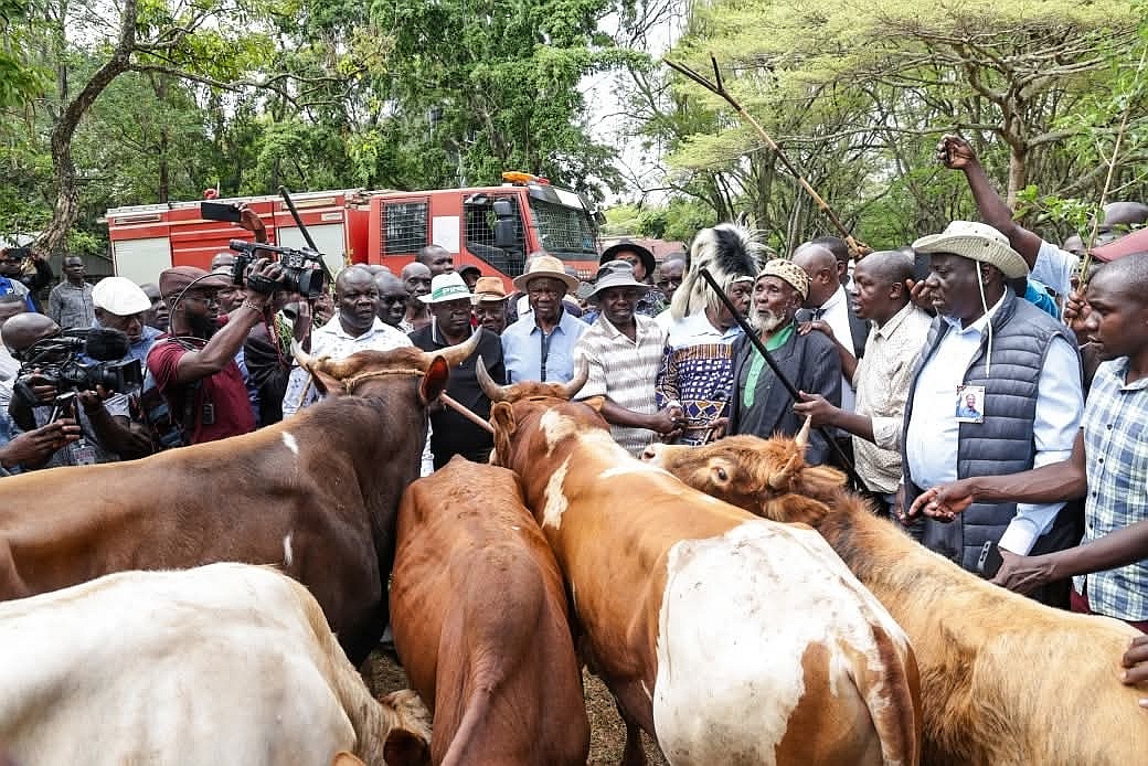 Western leaders send bulls to Raila home symbolically