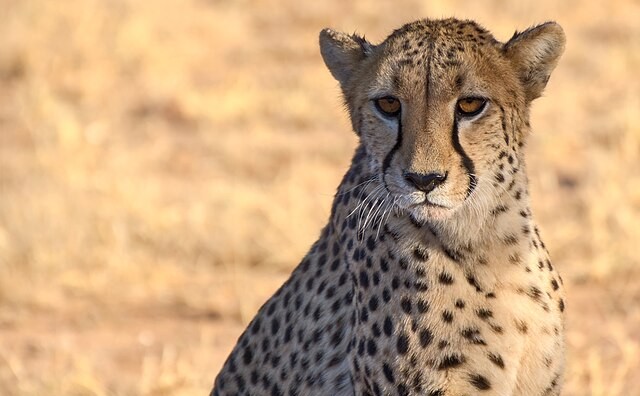 Love Beyond Species: How Wajir Family Adopted a Cheetah