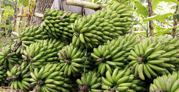 Taveta banana farmers turn despair into a multi-million-shilling industry