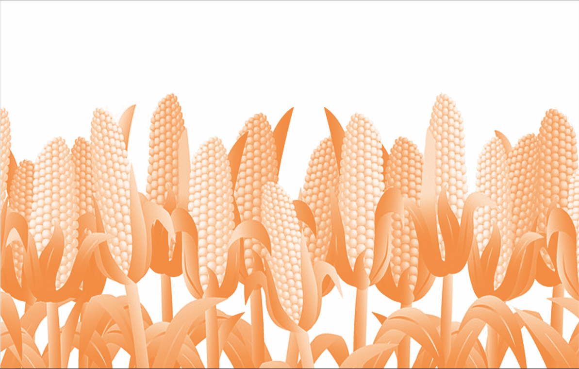NJIRU: Kenya, Denmark leap in cleaning up what’s killing us – aflatoxin