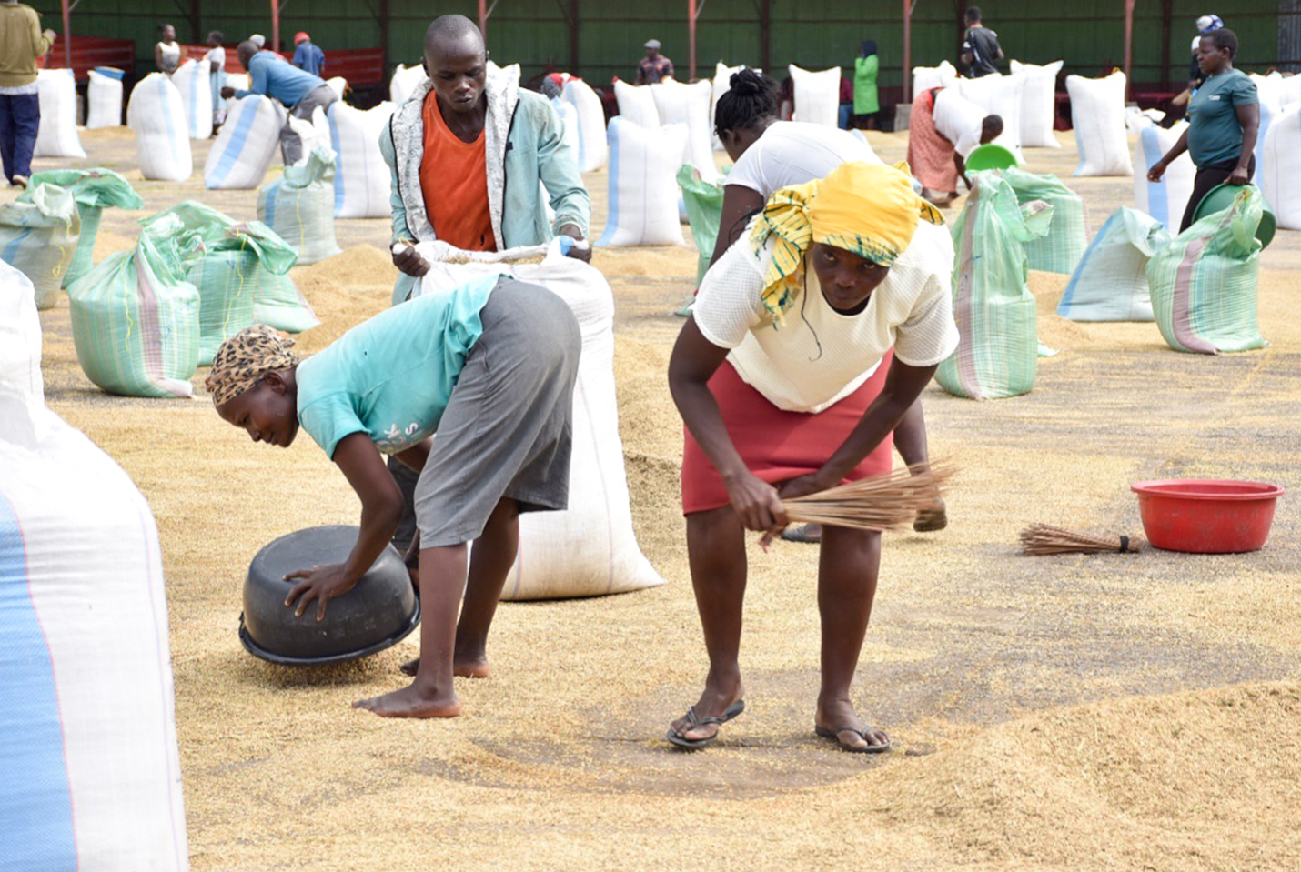 How women from Uganda uplift rice farming in Kenya