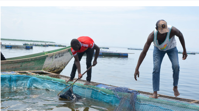 Mass tilapia deaths in Lake Victoria due to poor regulation, say farmers