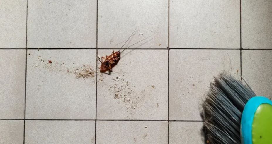 Woman trying to burn cockroach sets apartment ablaze