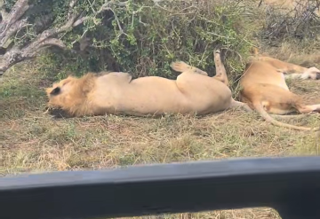 Tourist under fire over remarks on sleeping lions