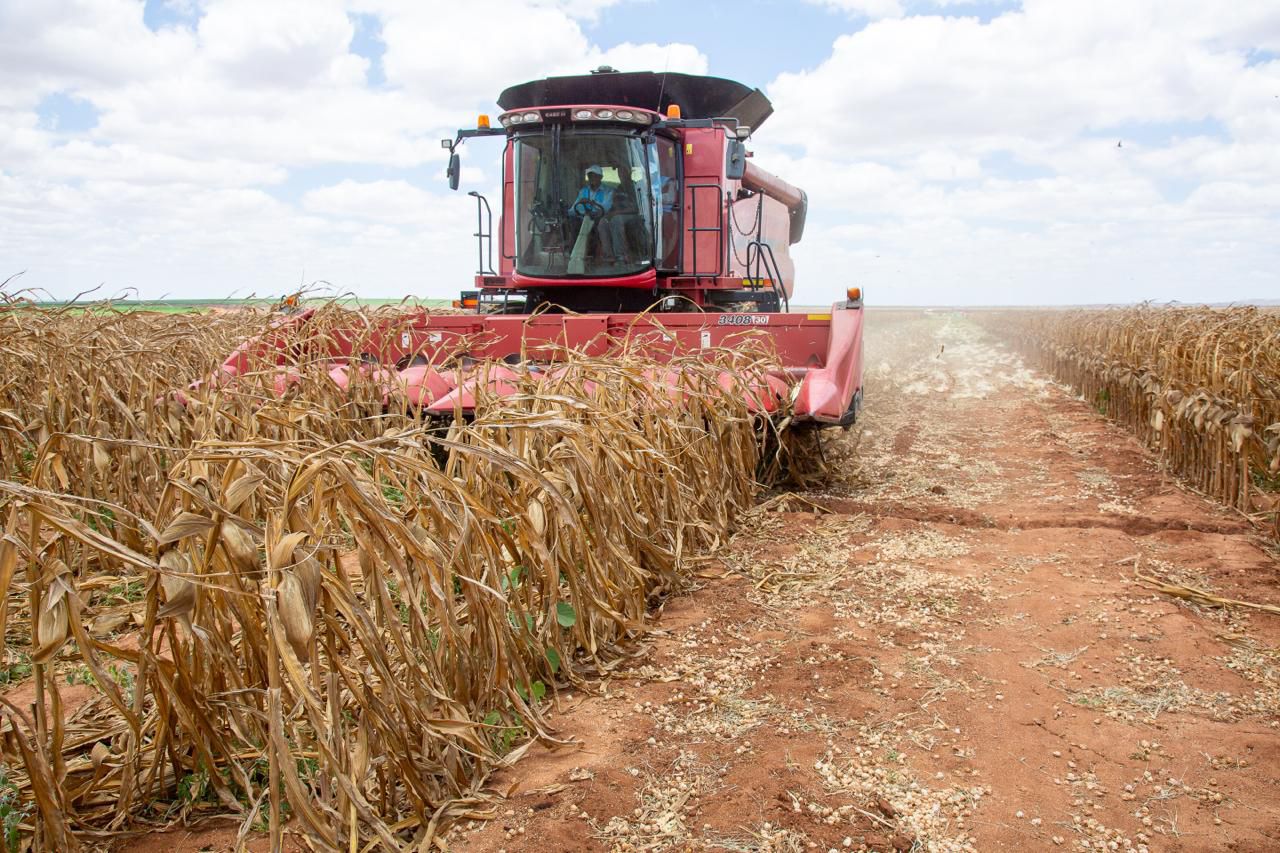 Water CS presides over first maize harvest at revived Galana-Kulalu project