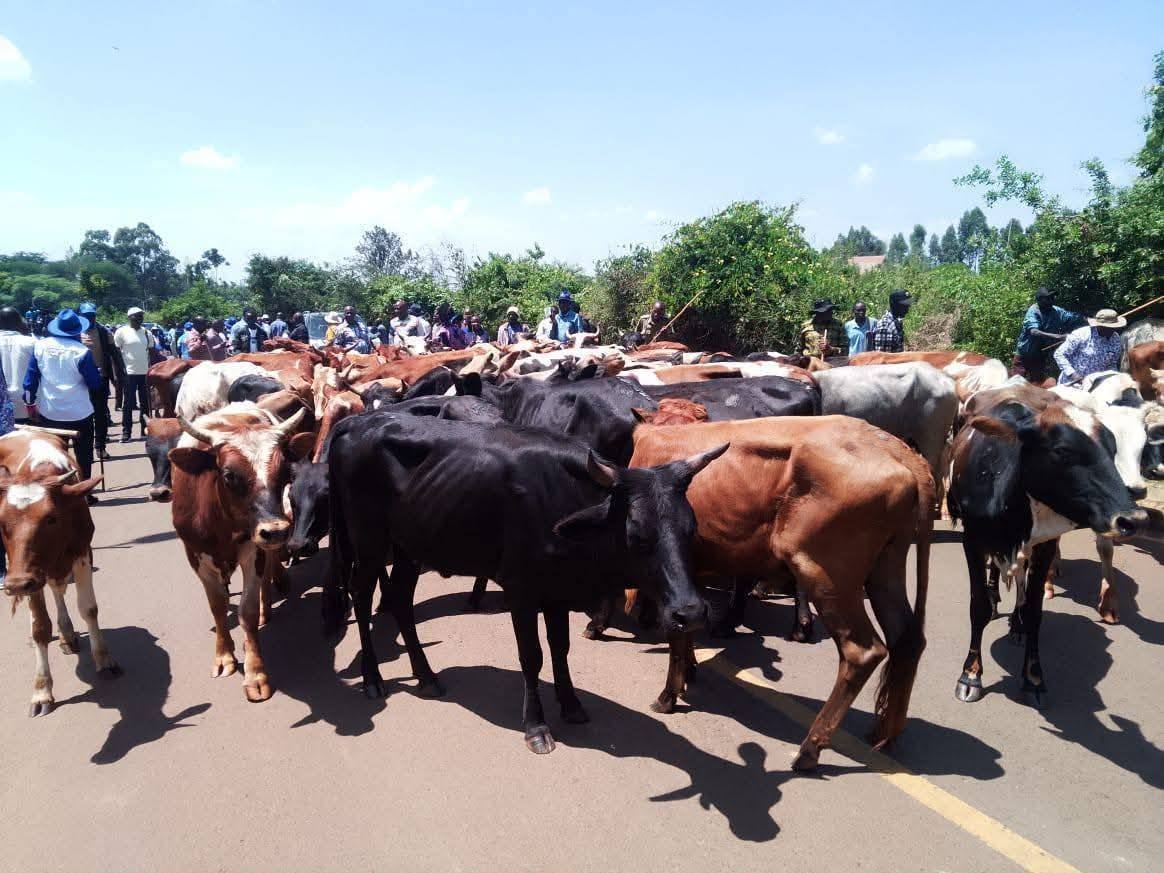 Why Kalonzo Gifted 100 Cows to Raila Odinga’s Family