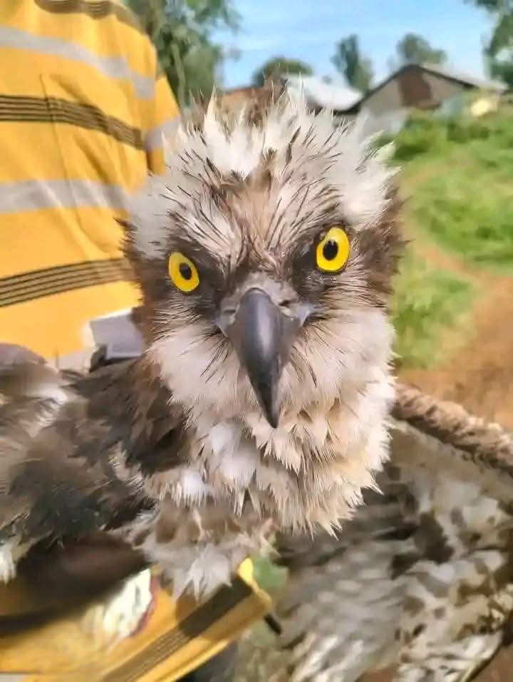 Migratory Osprey from Russia rescued ater landing in Siaya
