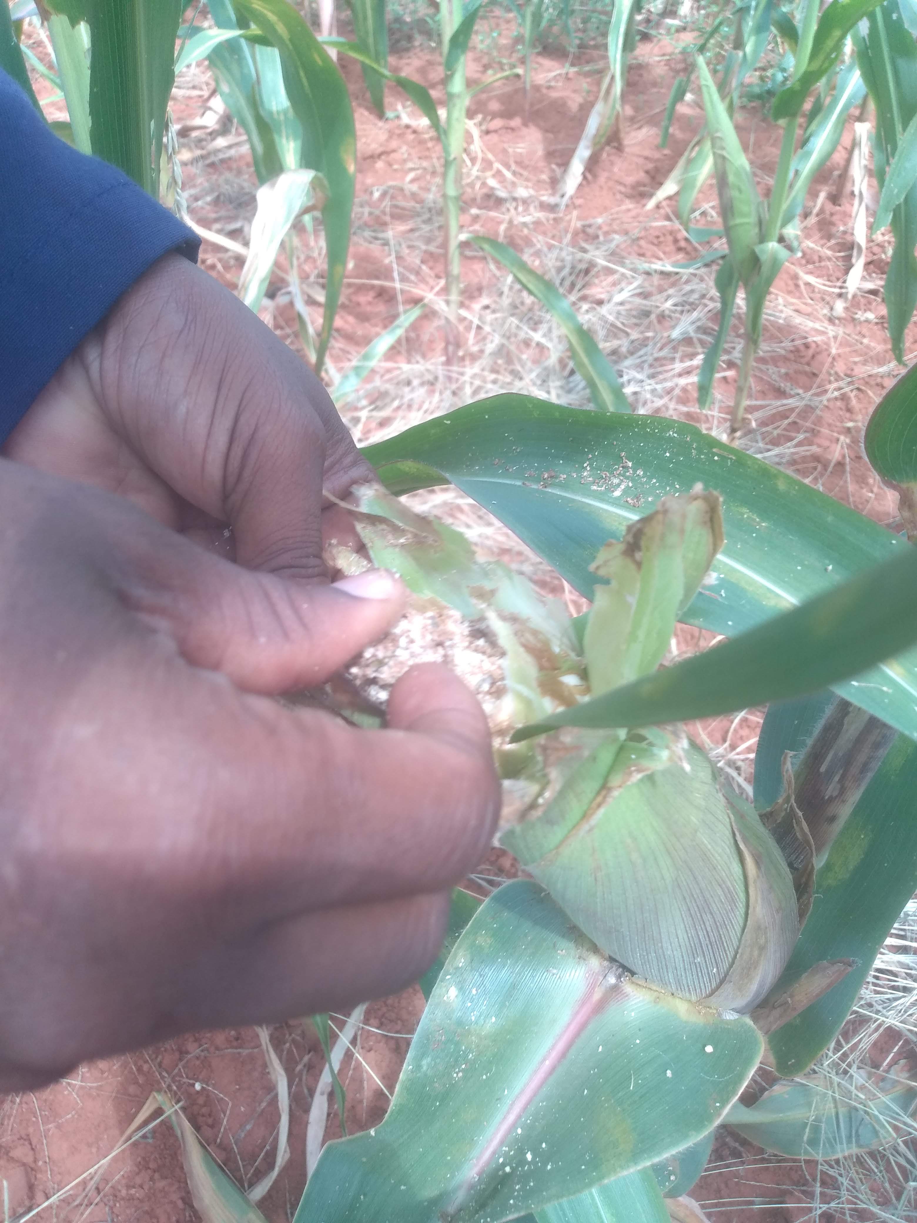 Researchers turn to satellite technology to curb the fall armyworm menace in Kenya