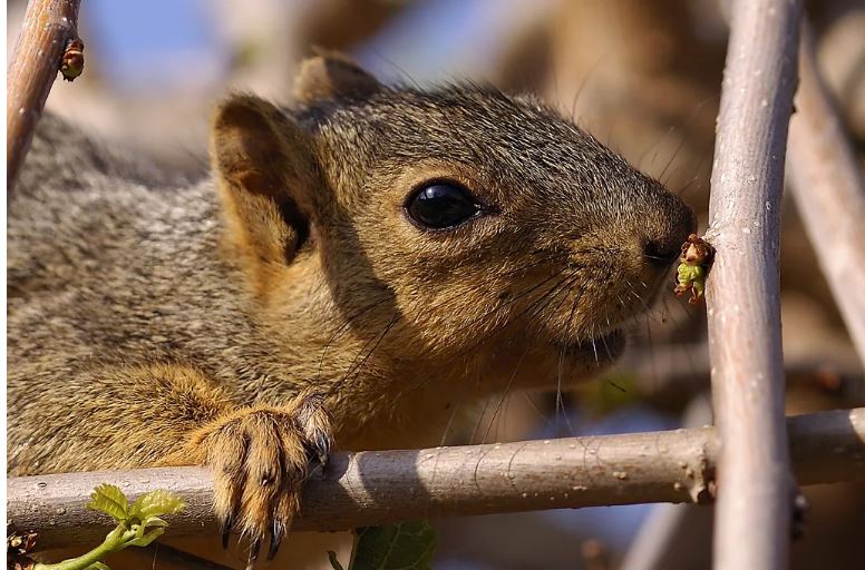 Why some animals can eat poison and cheat death