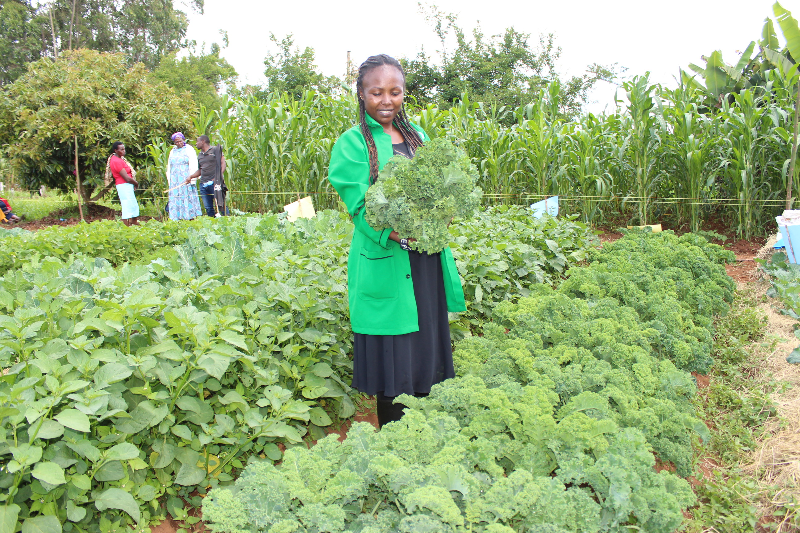 Murang'a farmers reap from organic farming