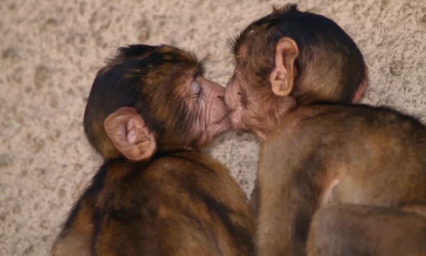 First kiss dates back 21 million years, say scientists