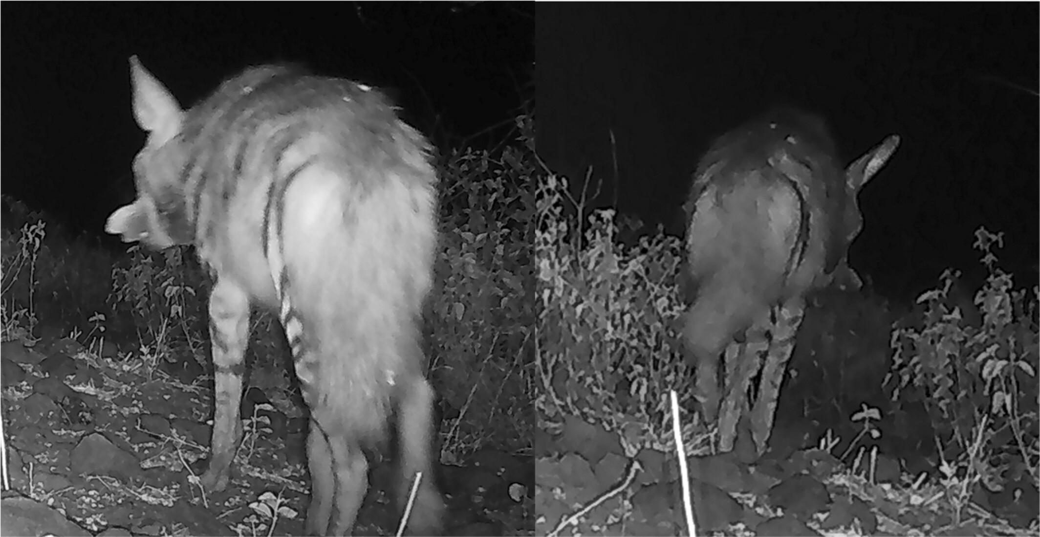 Kenya produces world-first evidence of hyena eating honey