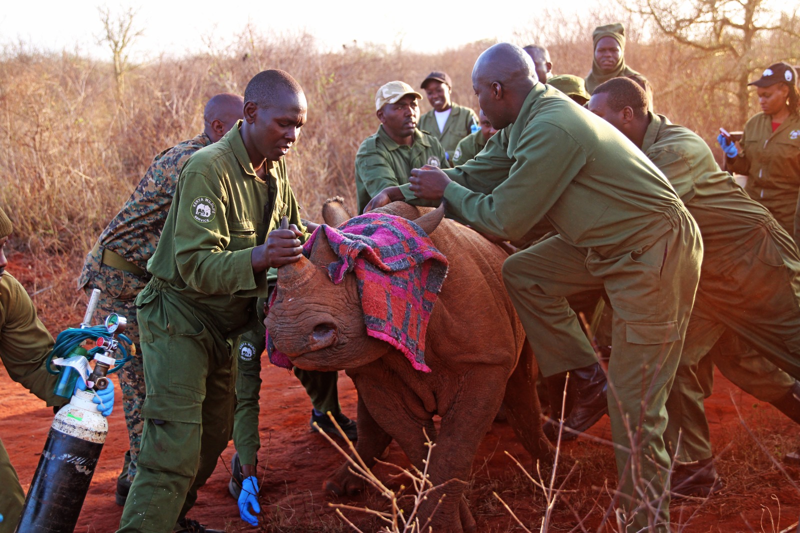KWS launches largest rhino ear-notching operation