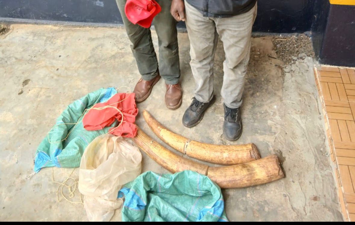Two arrested with five tusks valued at Sh3.6m