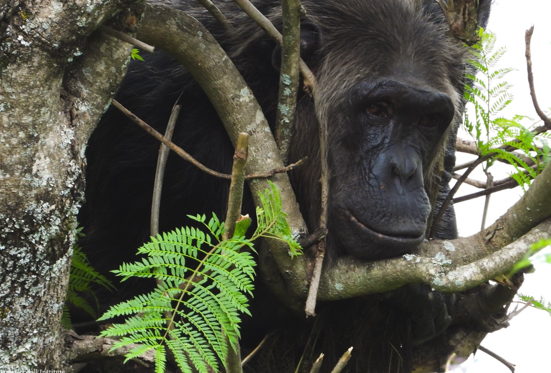 New discovery reveals chimpanzees in Uganda use flying insects to tend their wounds