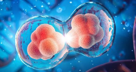 EXPLAINER: Understanding conjoined twins