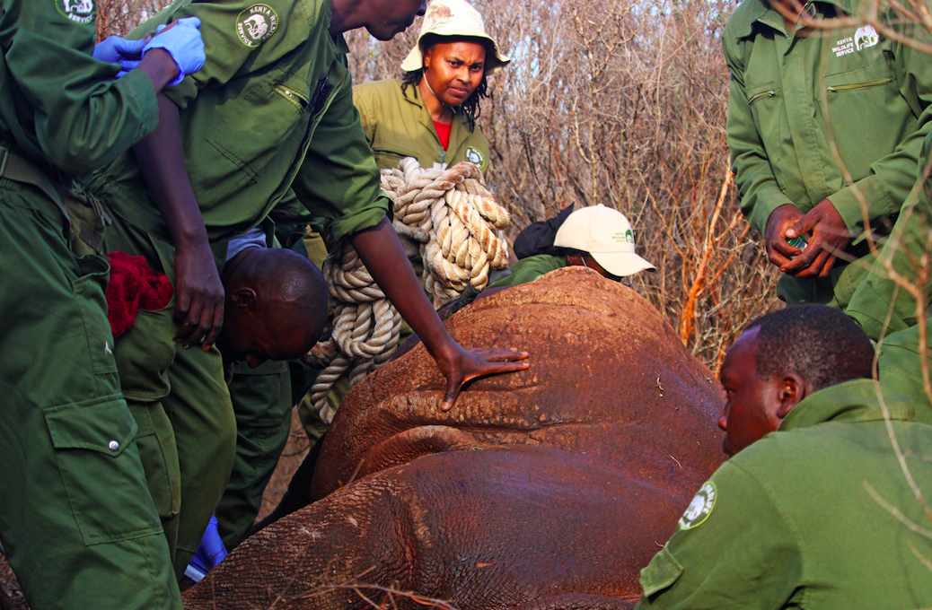 KWS begins ear notching to protect rhinos in Tsavo