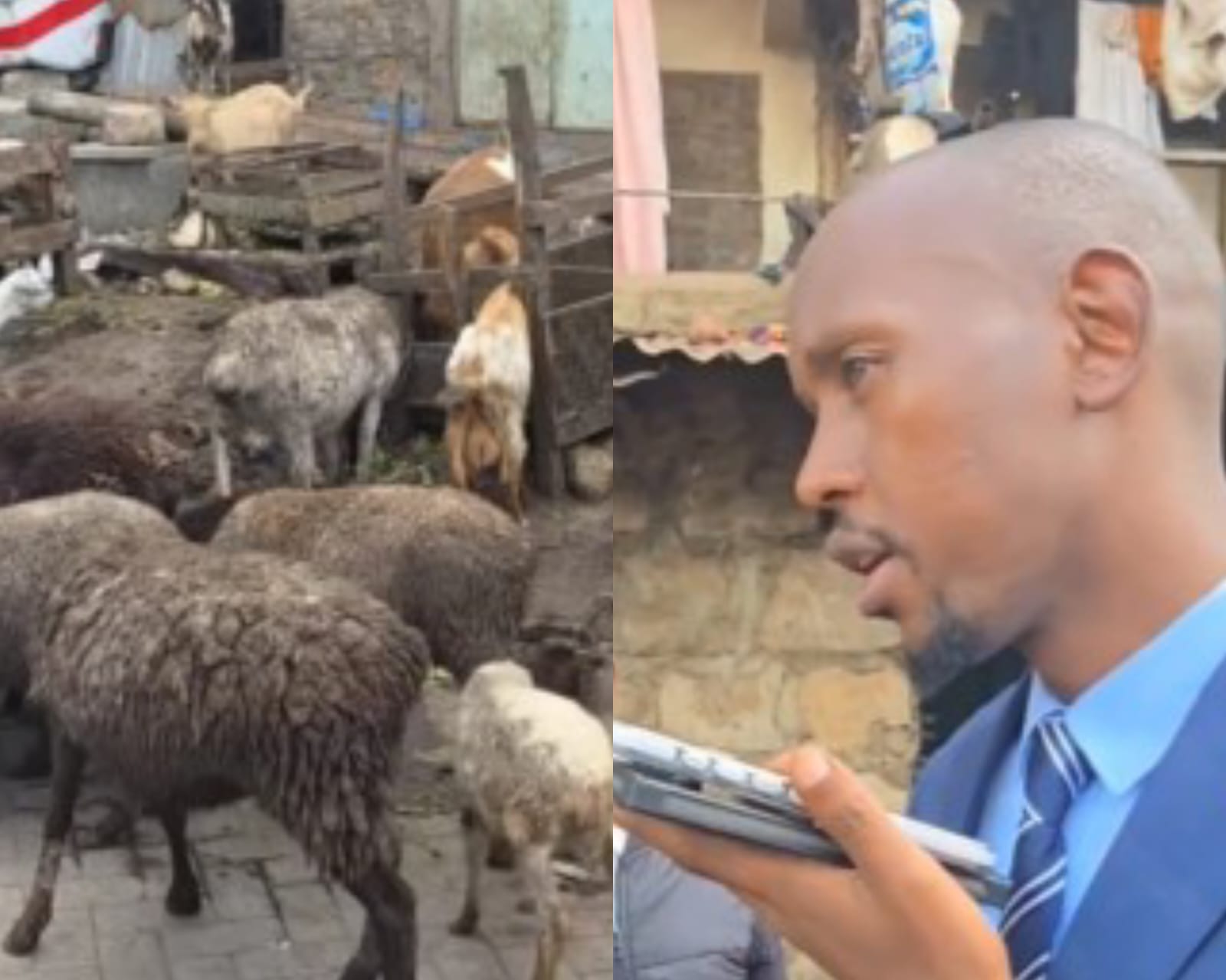 Mosiria: Animal farming not allowed in Nairobi