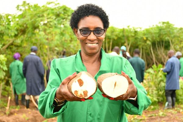 Should GM cassava variety hit market? Kenyans to have say