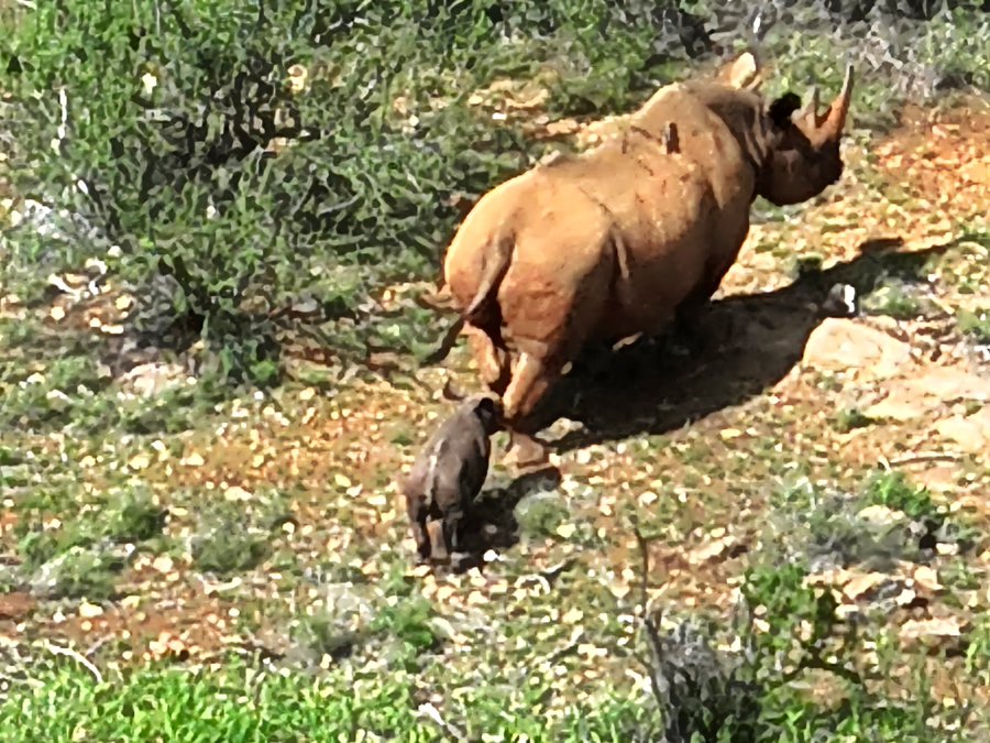 How the state is creating more room for black rhinos to roam